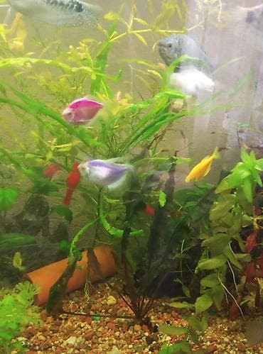 насос для аквариума бишкек: Продам аквариум полный комплект параметры аквариума 51 см длина — 8