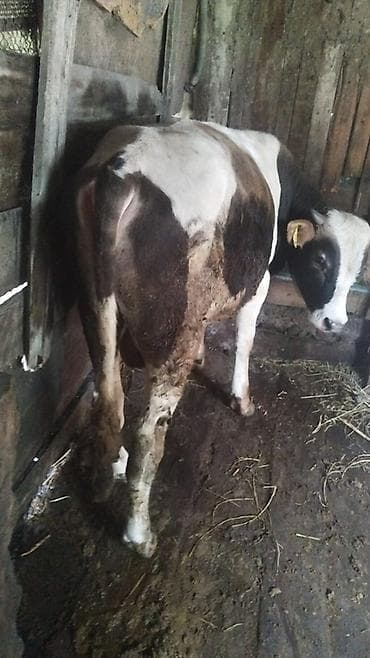 баран дулан: Продаю | Бык (самец) | Полукровка | На откорм | Привязанные — 1