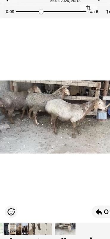 горные кошки: Продаю | Баран (самец) | Полукровка | Для разведения — 1