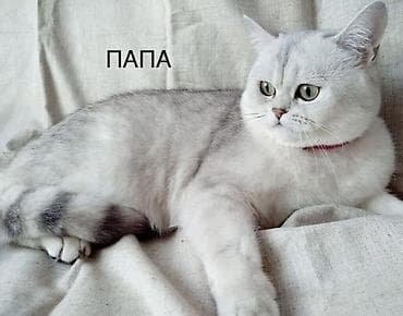кошка в бишкеке: Котенок девочка 2 месяца (мама, шотландская вислоухая/скоттиш с — 5