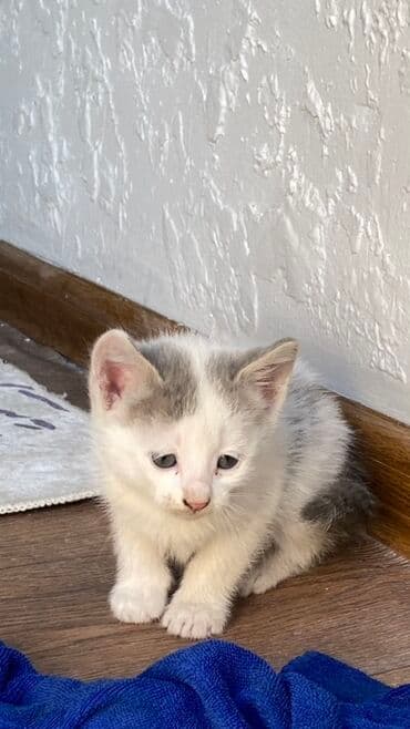 продажа щенков немецкой овчарки с документами в бишкеке: Котята серо-белого окраса - Возраст: на фото — малыши одного помёта — 4