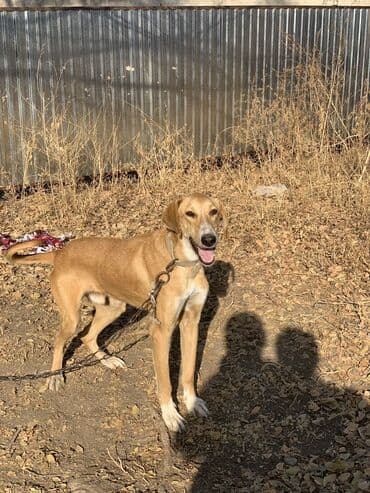 купить собаку для охоты: Собака порода мама тазы папа ред хор — 2