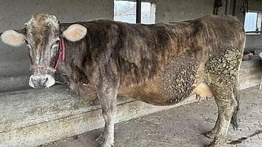 купить корову голштинской породы: Продаю | Корова (самка) | Полукровка | Для молока — 1