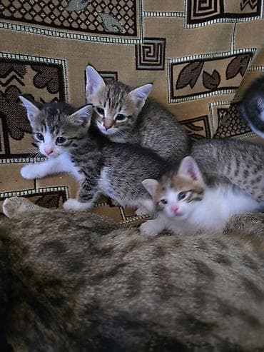 ангорская кошка: Котята, помёт от домашней кошки. На фото — пятеро малышей — 2