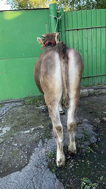 бычок порода: Продаю | Тёлка | Швицкая | Для разведения | Нетель — 7