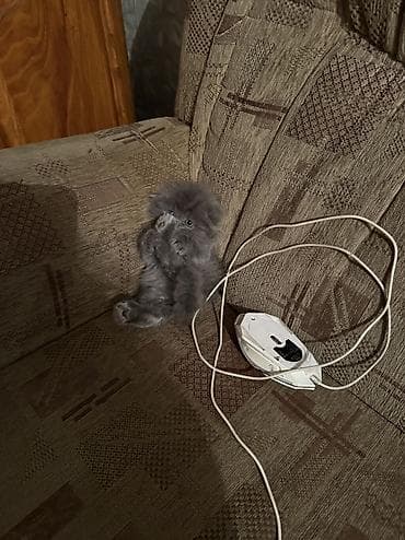 котята донского сфинкса: Скотиш Фолд (Шотландская вислоухая), 1 месяц, Мальчик, Серый, Приучена к лотку — 2