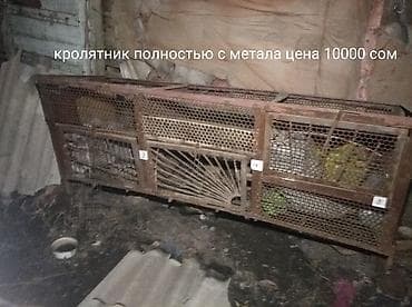 аренда лошади: Продаю | Крольчиха (самка), Кролик самец, Крольчата — 6