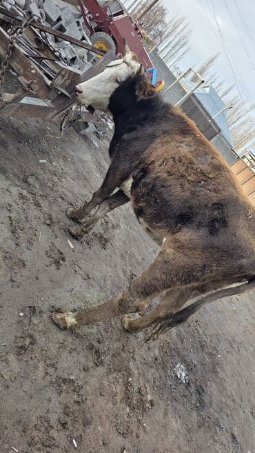 корова обмен: Продаю | Тёлка | Для молока — 1