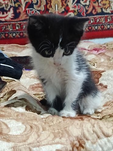 мышы: Котёнок, чёрно-белый, девочка отдадим в добрые руки, срочно нужны — 4