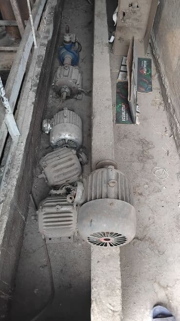 ак кеклик: Сатам | Эркек күрп | Түндүк Кавказ | Союуга | Асыл тукумдуу — 3