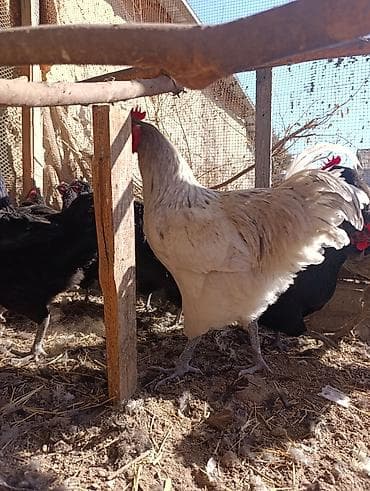 вислоухий сиамский кот: Продаю | Петух | Домашняя | Для разведения — 6