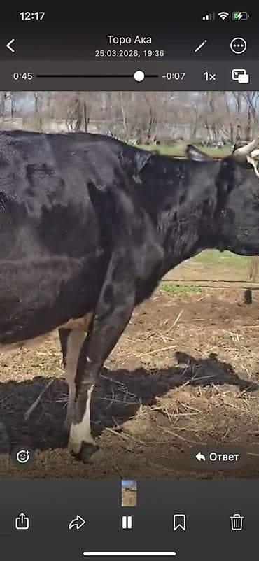 продаю корову: Продаю | Корова (самка) | Для молока — 1