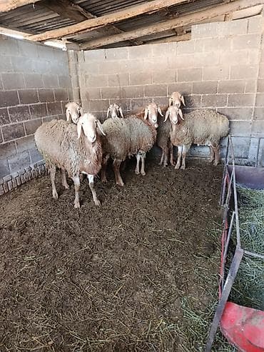 бараны гисар: Продаю | Баран (самец) | Арашан | Для разведения | Племенные — 1