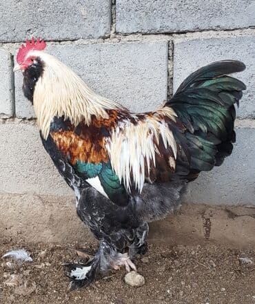 Петушок 9 мес