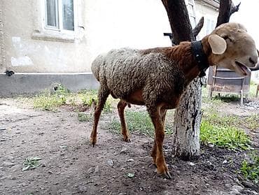 Продаю | Баран (самец) — 8