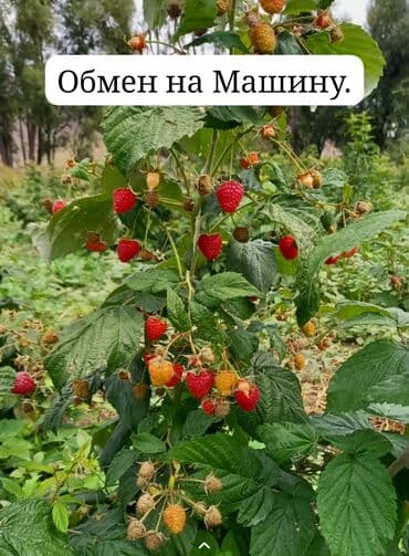 полироль авто: Малина Оптом, Самовывоз — 1