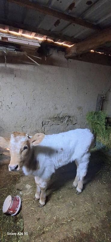 голштин телята: Продаю | Музоо, торпок | Для молока — 3