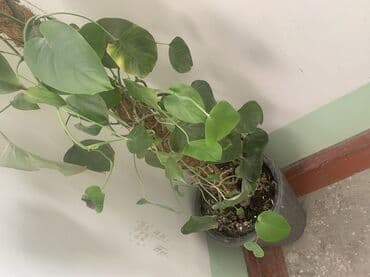 цветы ромашка: Лиана,высота 130 см,цена 3000 сом — 2