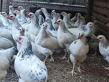 живой корм: Продаю | Куры | Для разведения — 3
