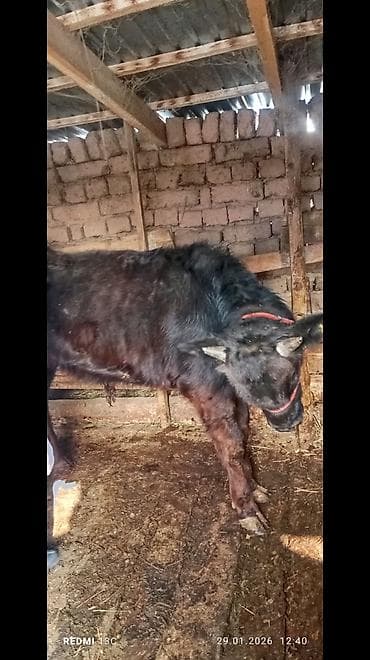 теке козёл: Продаю | Бык (самец) | На откорм | Привязанные — 2