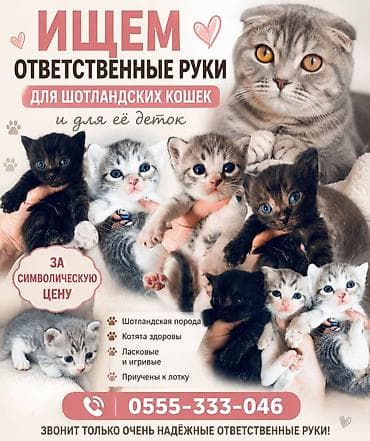 В ответственные руки кошка скоттиш Фолд и её детки за символическую at lalafo.kg В ответственные руки кошка скоттиш Фолд и её детки за символическую