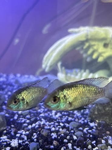 карликовые кохы: Голубые цихлиды Нанакары - Окрас: насыщенный голубой/лазурный с — 3