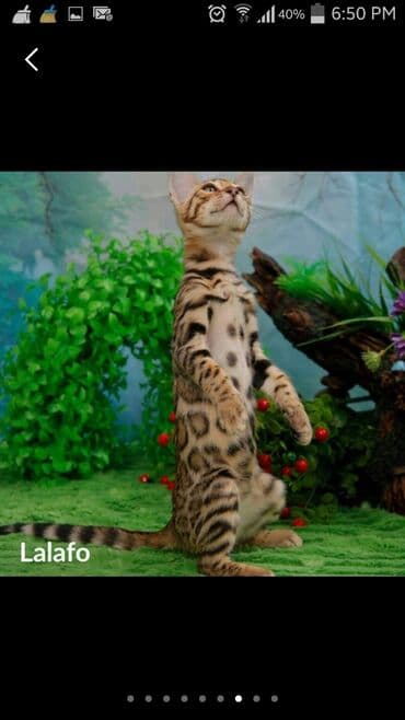 леопардовая кошка цена: Бенгальские котята !!! домашние. мини леопардики. Друзья у нас — 30