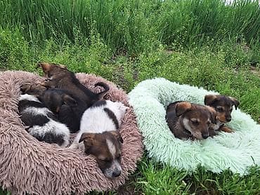 щенки лабрадоры: Щенки метисы, помёт разнопёстрый. Компактные, короткошёрстные с — 2