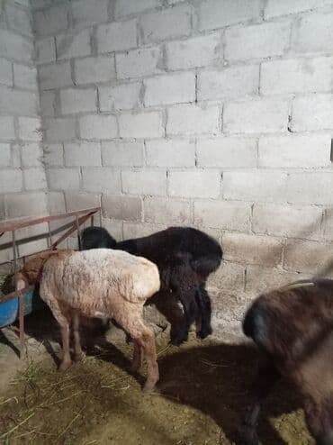 продаю породистых коров: Продаю | Баран (самец) | Полукровка | На забой — 3
