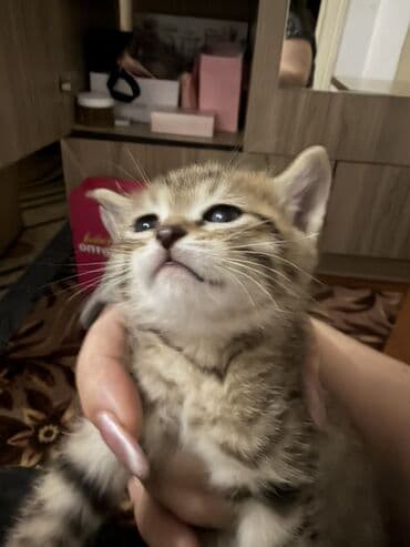 купить шотландский вислоухий: Полосатые котята Порода Шатланка - Пушистые малыши с классическим — 4