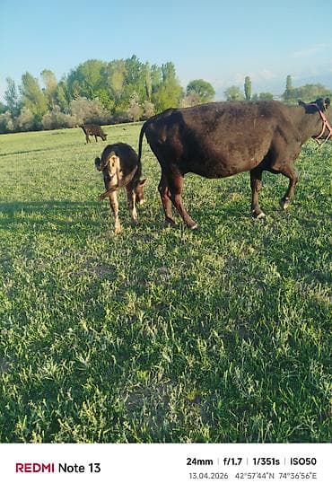 рыба гарбуша: Продаю | Корова (самка) | Для разведения | Привязанные — 4