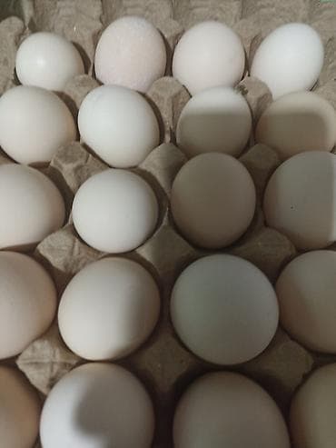 живые рыбы бишкек: Продаю домашние куриные яйца .Бишкек,район ТЭЦ — 1
