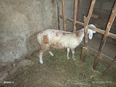 продам кента: Продаю | Овца (самка) | Для разведения | Ярка — 2