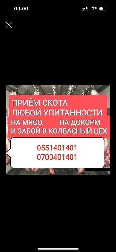 живой баран: Колбасный цех : Другие с/х животные, | Любое состояние — 1