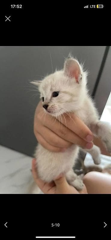 кошка тайская: Котята, помёт разного окраса: - тигровые (серо-коричневый табби с — 4