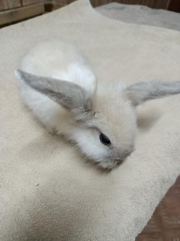 стол для аквариума: Продаю Кроликов декоративных, Отличный выбор для семьи и детей — 10