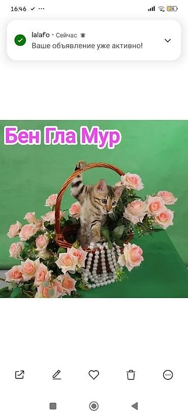 Продажа кошек: Бенгальская, 2 месяца, Девочка, Приучена к лотку, Проглистована, С документами — 6