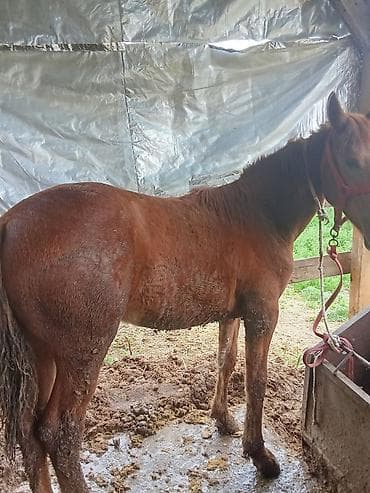 собаки в оше: Продаю | Конь (самец) | На забой | Племенные — 5