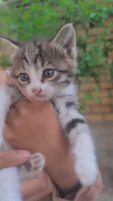 каракол кошка: Отдам 1 мец котят в хорошие и добрые руки — 4