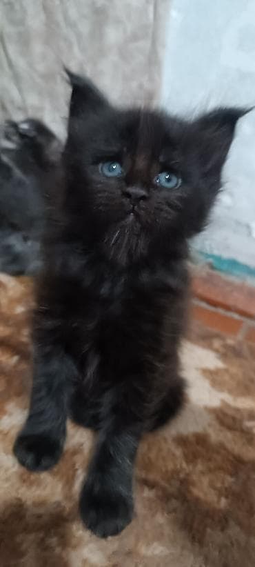 кошк: Мейн-Куны!!!🥰🥰🥰 Продаются Чистокровные,Шикарные, отличная коробка — 1