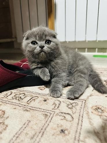 сфинкс с шерстью: Шотландский вислоухий котёнок. - Характер спокойный и ласковый — 1