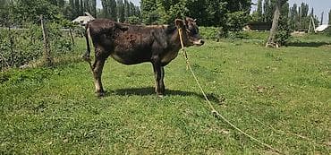 отдам в хорошие руки породистых котят: Продаю | Корова (самка), Бык (самец), Тёлка | Алатауская | Для разведения, Для молока | Племенные — 1