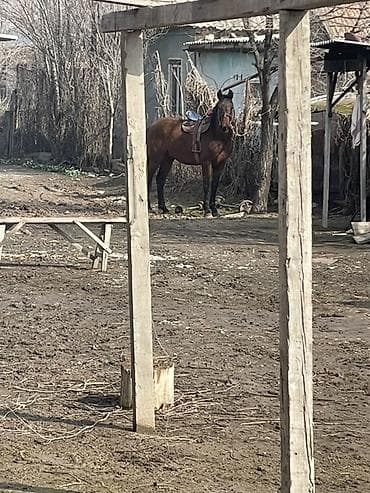 Животные: Продаю | Жеребец | Рабочий — 7