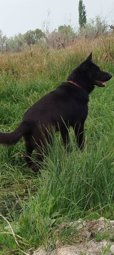 сколько стоит овчарка щенок: Восточноевропейская овчарка, 4 года, Самец, С родословной — 5