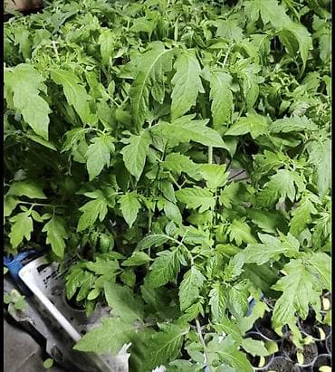 Рассада Самовывоз, Платная доставка at lalafo.kg Рассада Самовывоз, Платная доставка