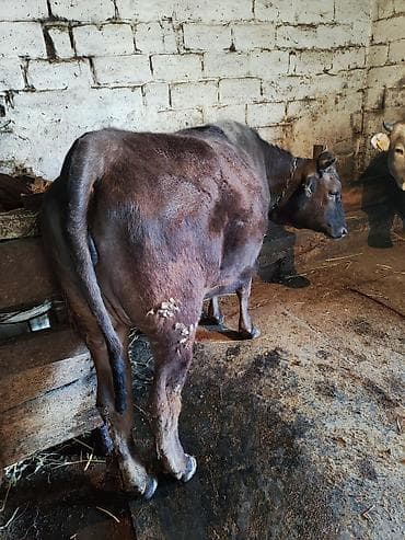 корова молочный: Продаю | Корова (самка) | Для молока | Привязанные — 2