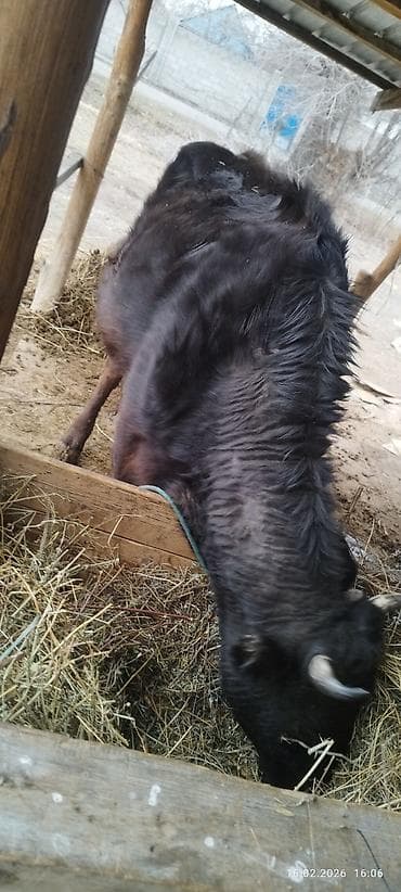 орпингтон куры: Продаю | Корова (самка) | На откорм | Привязанные — 4