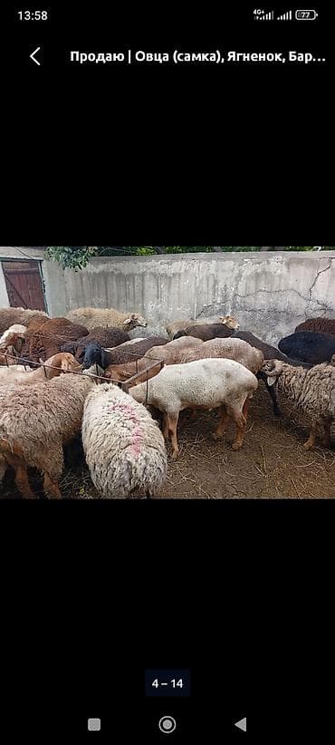 кой дорпер: Продаю | Овца (самка), Баран (самец) | На забой — 4