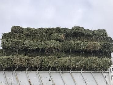 А/ч жаныбарлары үчүн тоюттар: Сено в тюках - Кормовая трава, спрессованная в прямоугольные тюки - — 2