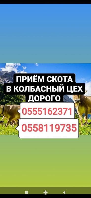 Куплю | Коровы, быки, Лошади, кони, Другие с/х животные | Круглосуточно, Любое состояние, Забитый at lalafo.kg Куплю | Коровы, быки, Лошади, кони, Другие с/х животные | Круглосуточно, Любое состояние, Забитый